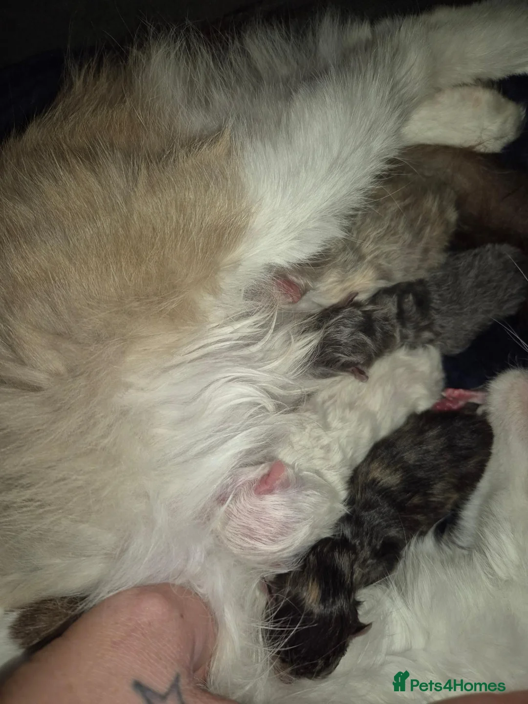 Mixed Breed cats for sale: Ragdoll persians in Sheffield - Advert 2