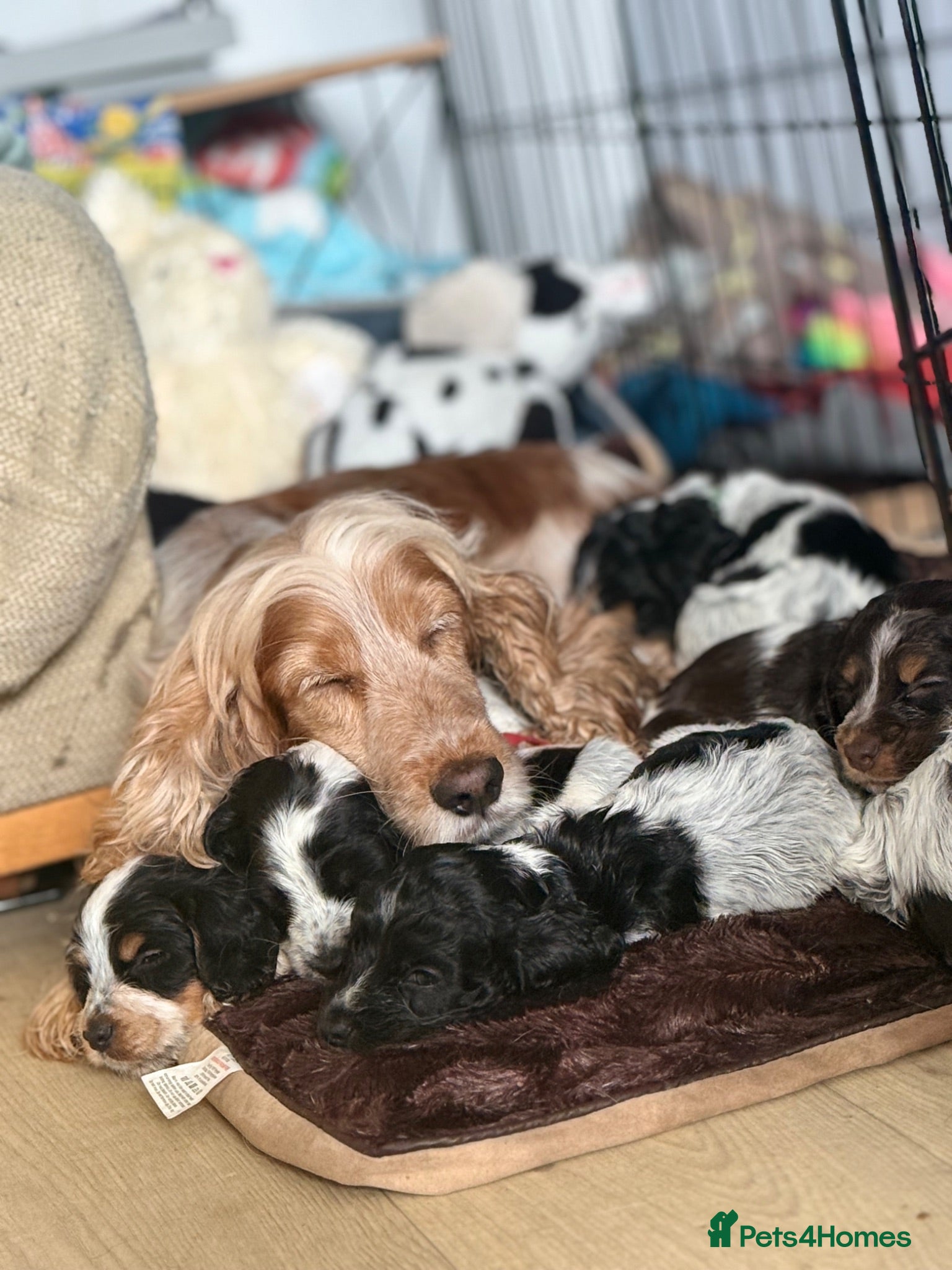 Cocker Spaniel dogs Cocker Spaniel Puppies – Blue Roan & Tri-Coloured - Advert 4