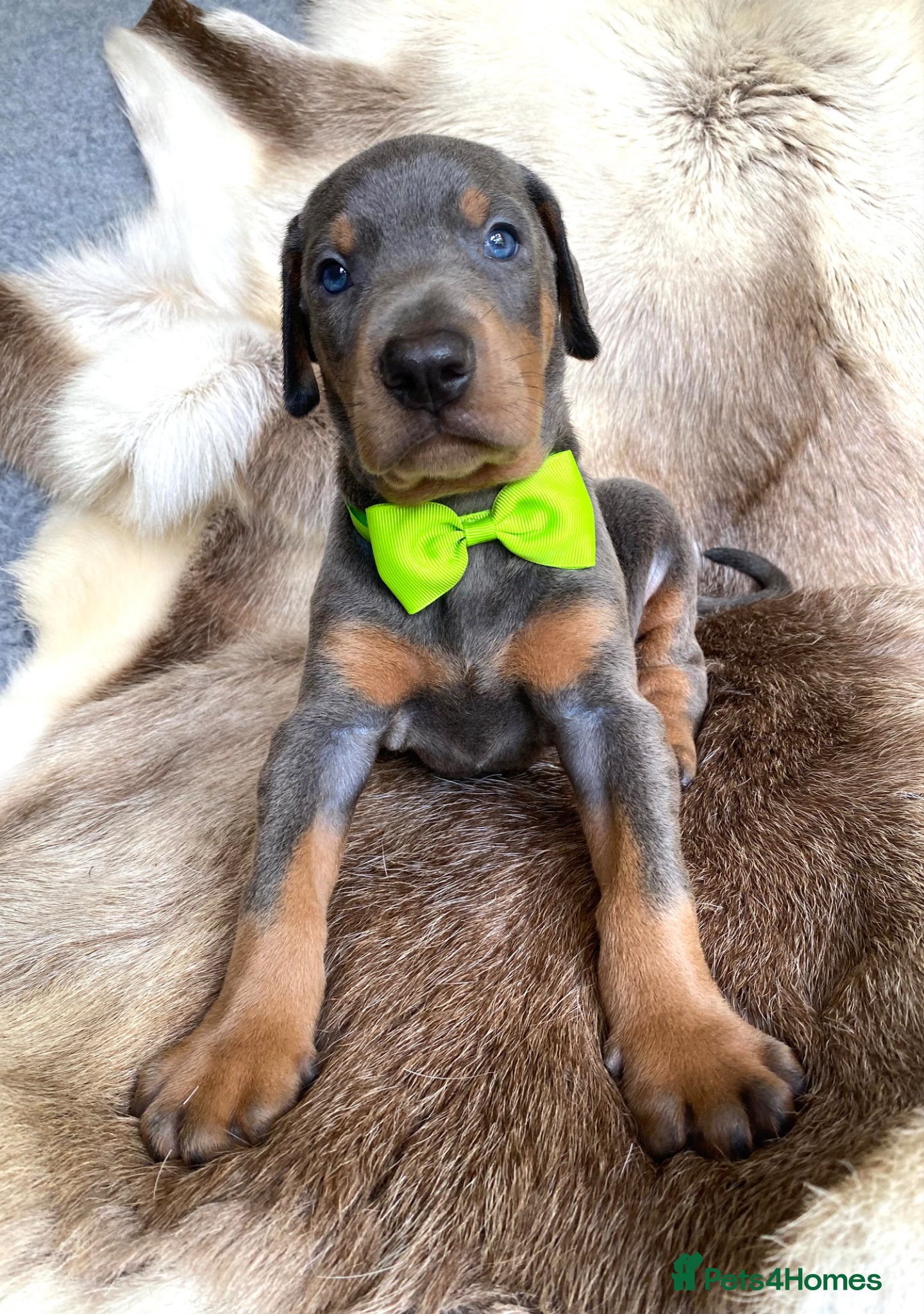Dobermann dogs for sale: *KC REGISTERED* HEALTH TESTED DOBERMAN PUPPIES - Advert 33