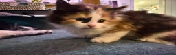 Mixed Breed cats for sale: Beautiful Maine Coone Ragdoll mix kittens! in Huntingdon - Advert 4