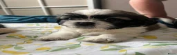 Shih Tzu dogs for sale: Shihtzu puppies 6 week old - Advert 6