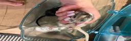 Gerbil rodents for sale: Two Beautiful Female Gerbils + Full Setup Included in Westerham - Advert 4