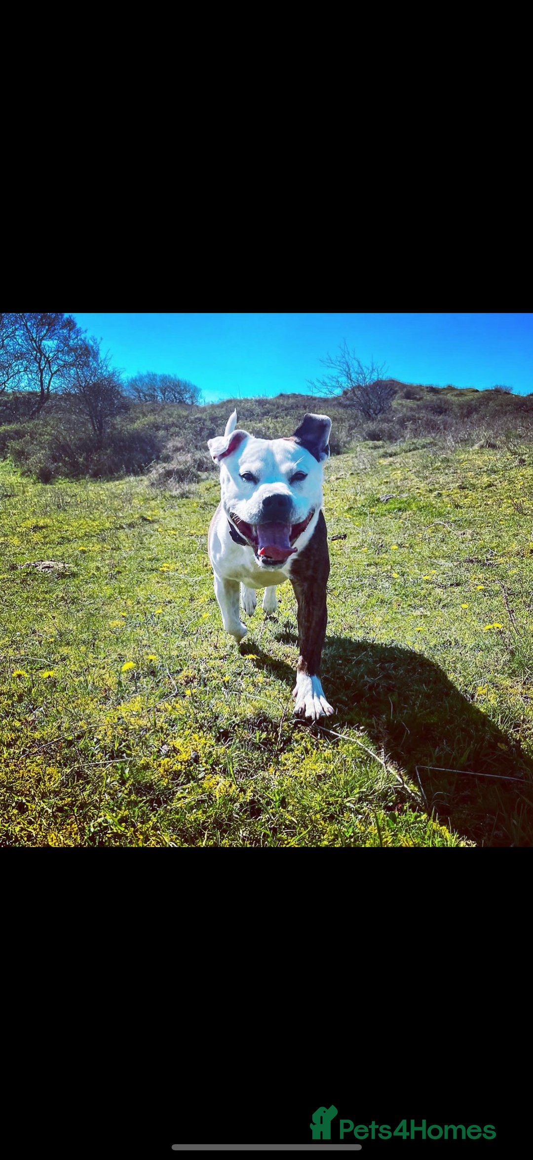 Mixed Breed dogs for sale: Bailey, 6 year old staff cross. - Image 1