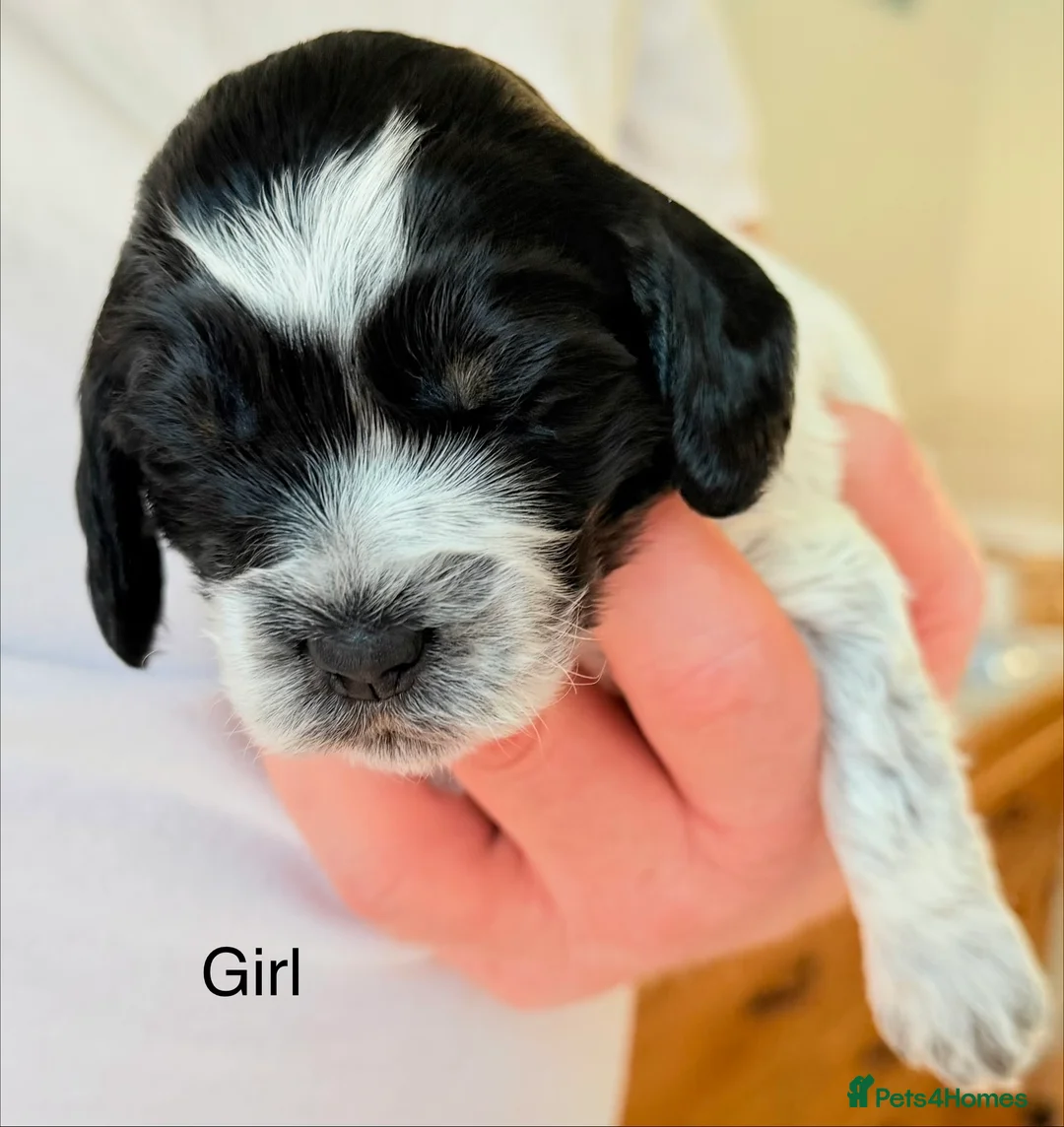 Cockapoo dogs for sale: F1 blue, chocolate roans and tri phantom Cockapoos - Advert 2