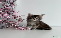 Maine Coon cats for sale: Stunning TICA Maine Coon girls - Image 11