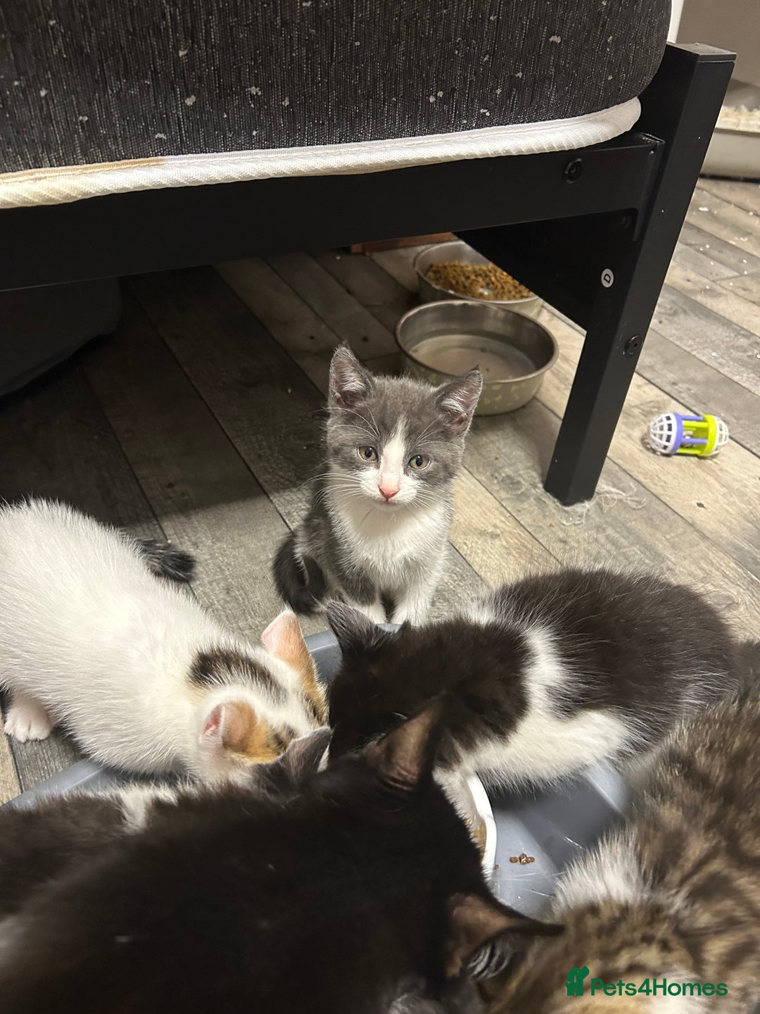 Mixed Breed cats for sale: Kittens are ready now  - Advert 2
