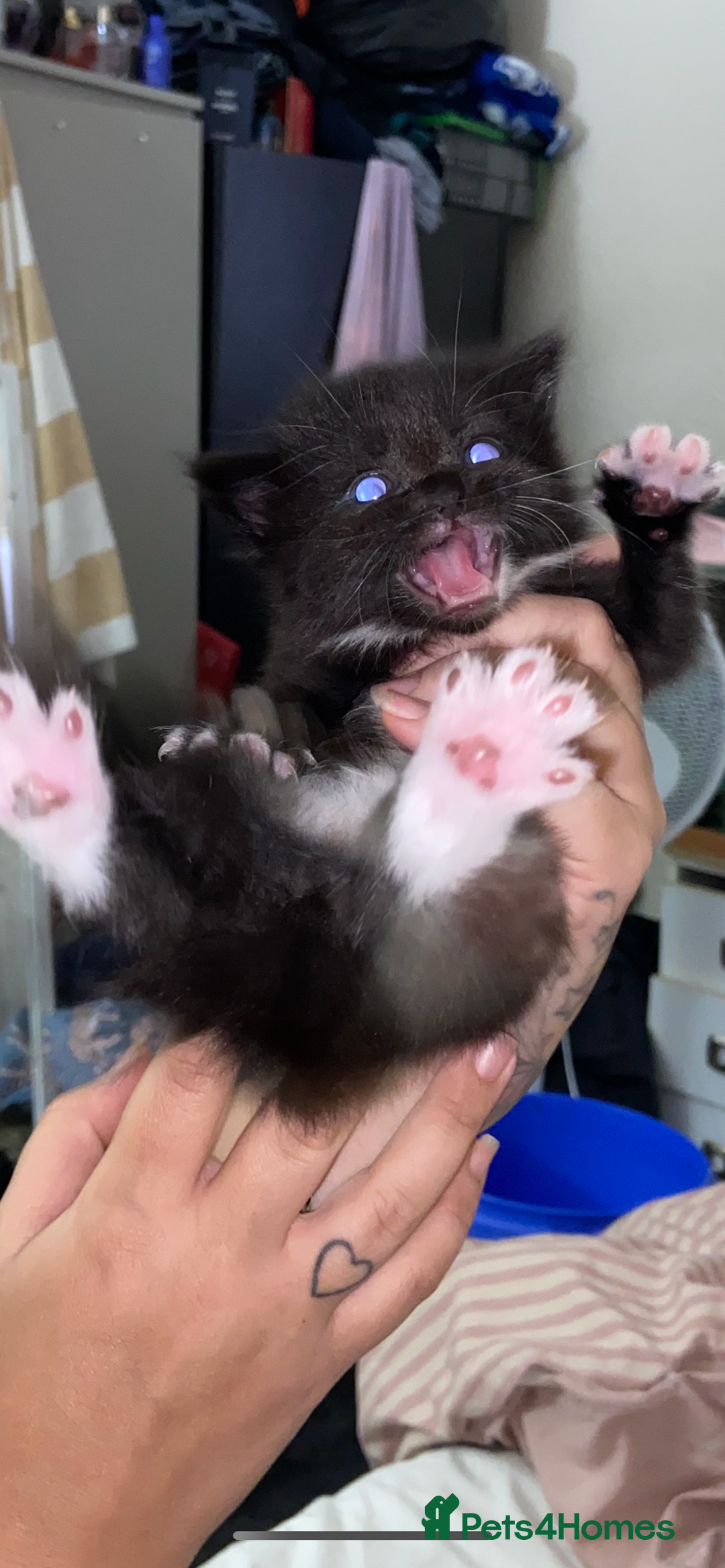 Domestic Shorthair cats for sale: Female kittens - Image 13