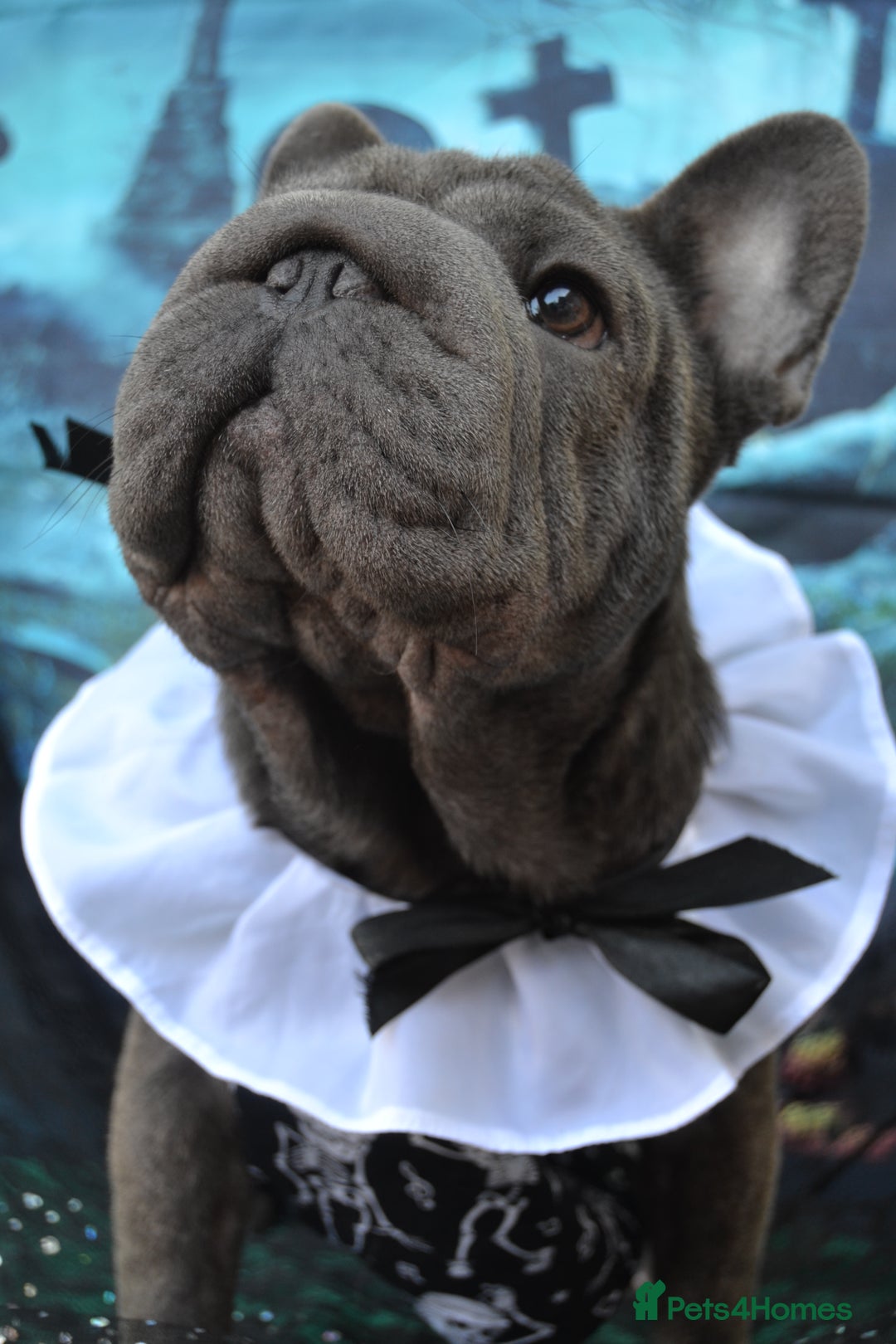 French Bulldog dogs for stud:  Elite Micro  Blue Frenchie Stud - Advert 16