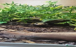 Leopard Gecko reptiles for sale: Lucy the leopard gecko - Image 5