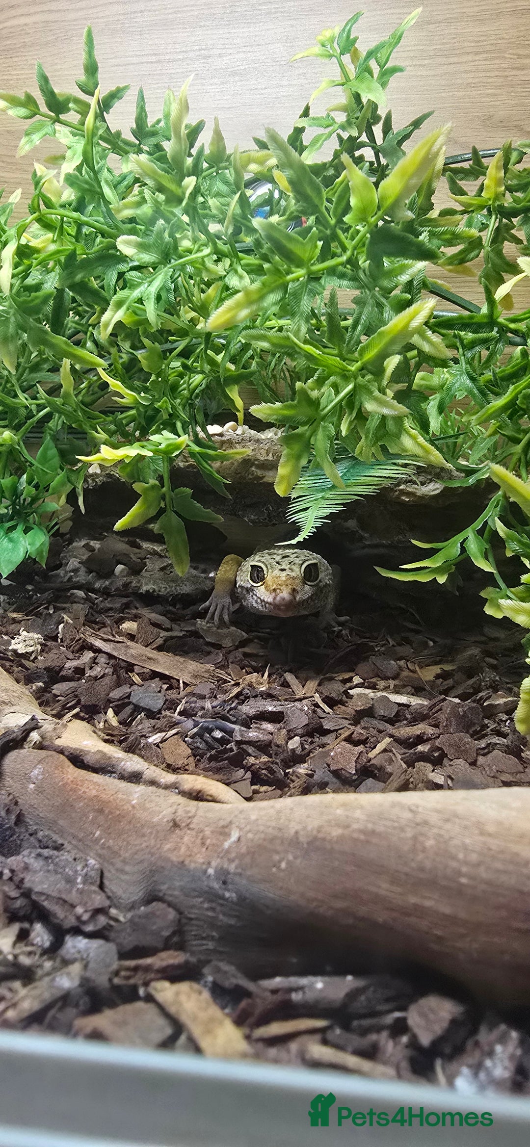 Leopard Gecko reptiles for sale: Lucy the leopard gecko - Image 5