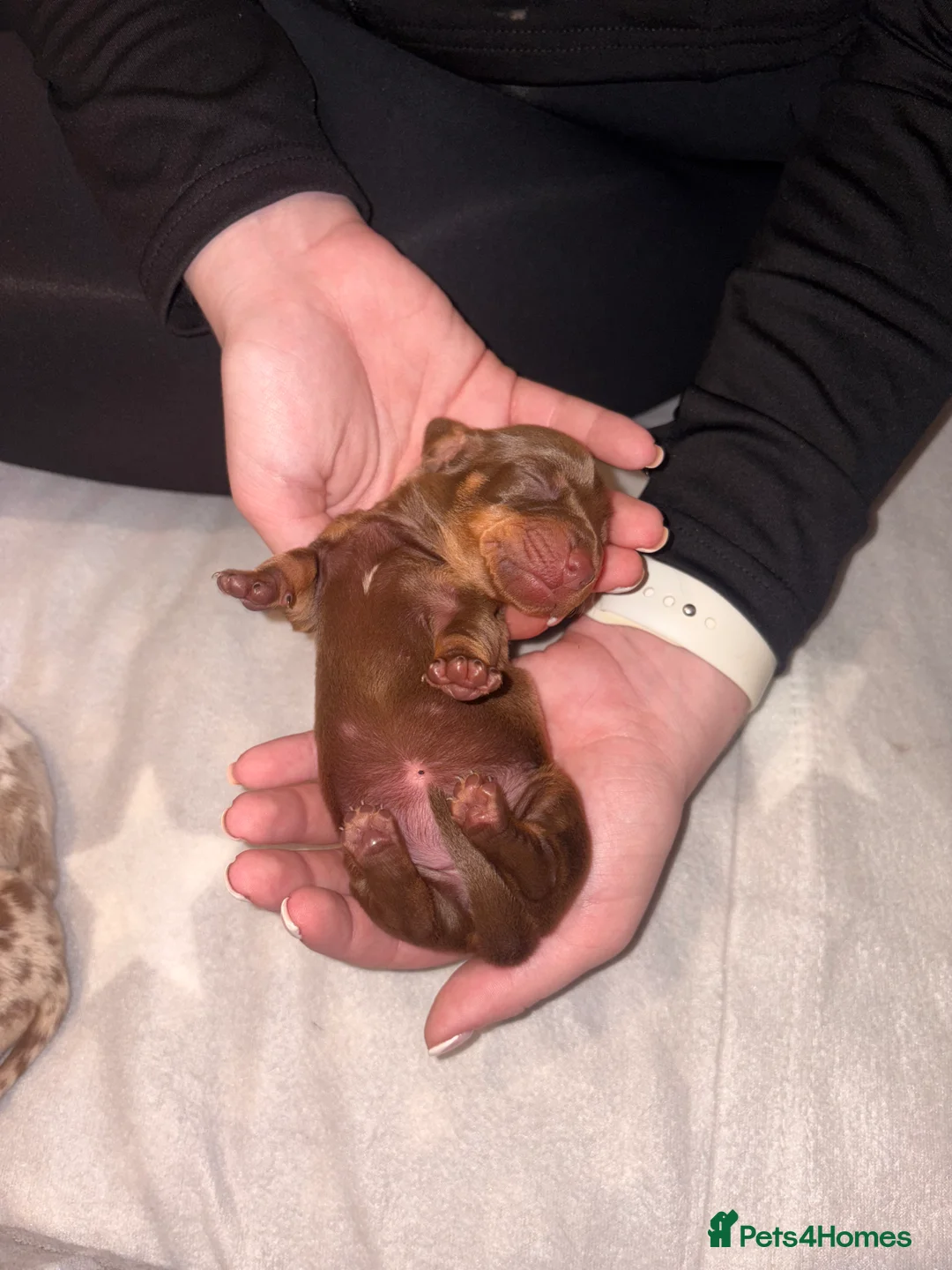 Miniature Dachshund dogs for sale: Miniature Dachshund Pups looking for Loving Homes - Advert 21