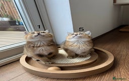 Scottish Fold cats for sale: ✨ Gorgeous Playful Kittens Ready Now ✨ - Image 9