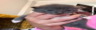 Mixed Breed 4