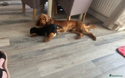 Cocker Spaniel dogs for sale: Beautiful show cocker GIRLs - Image 8