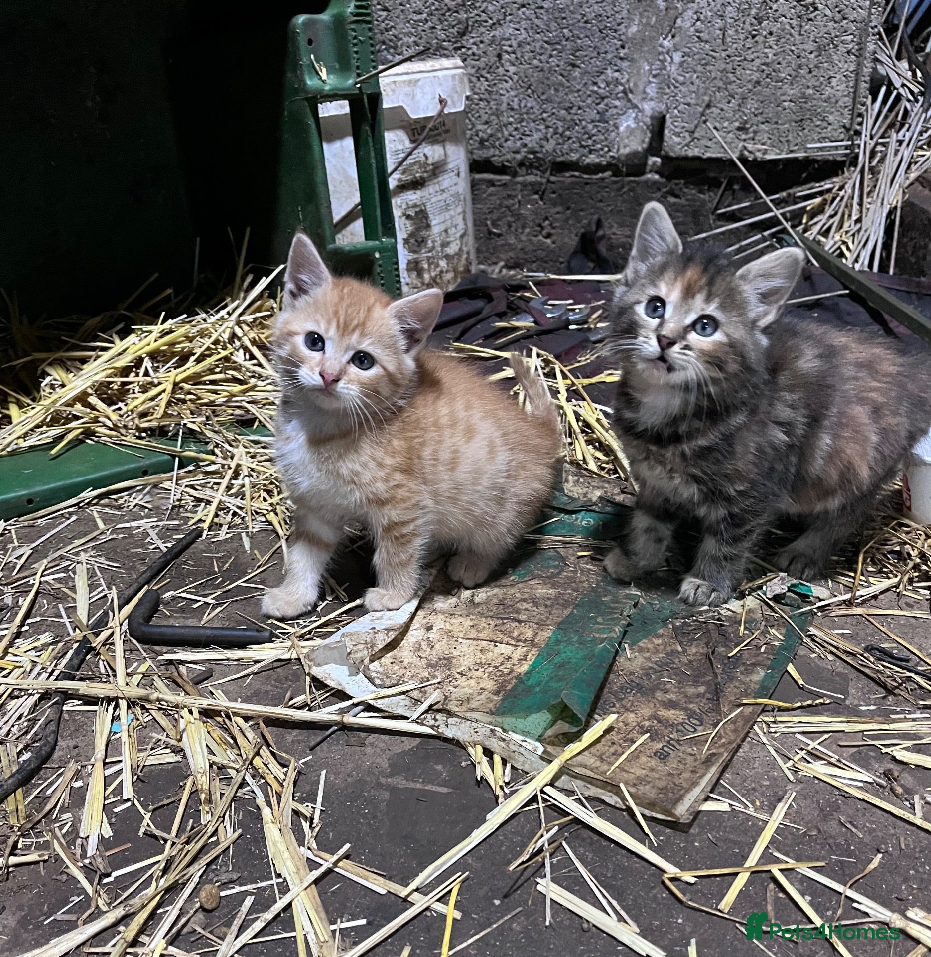 Mixed Breed cats Beautiful farm kittens  - Advert 3