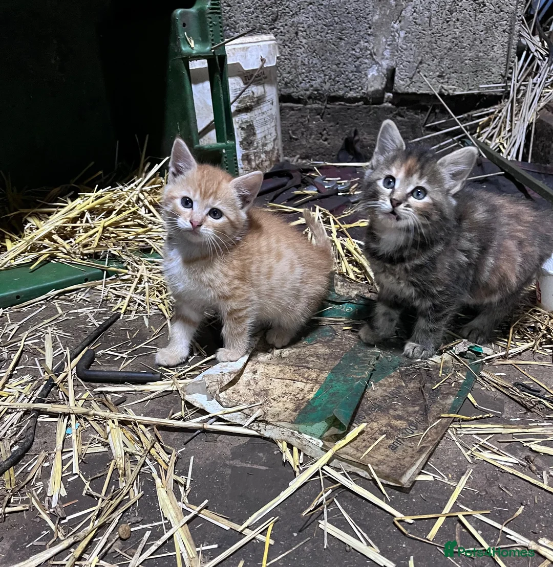 Mixed Breed cats for sale: Beautiful farm kittens  - Advert 1