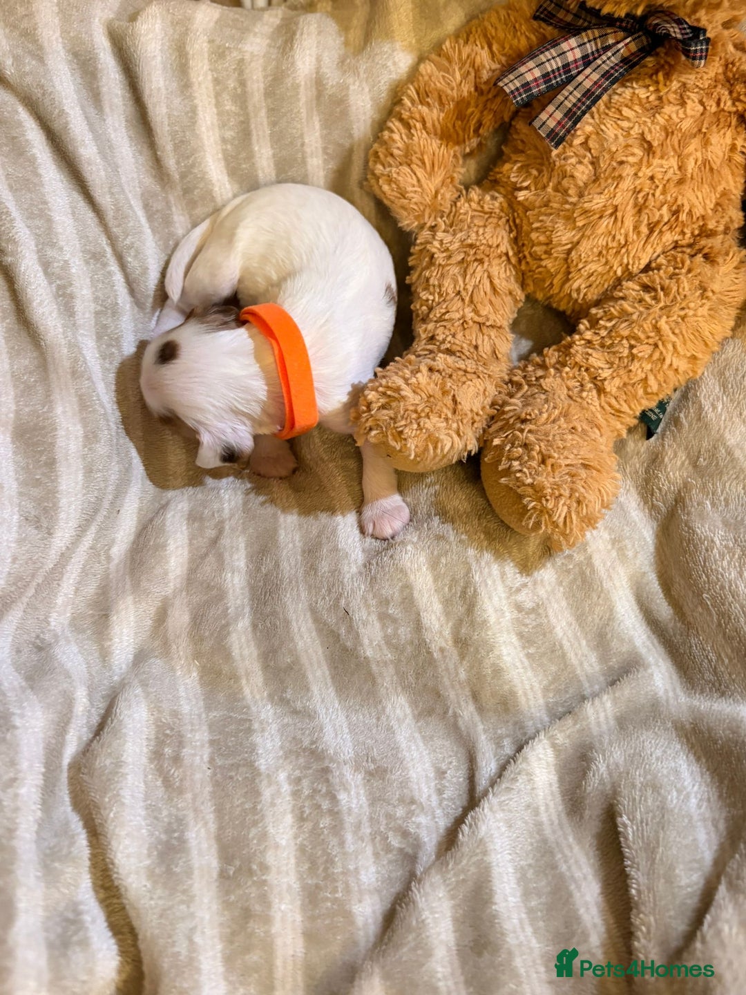 Cocker Spaniel dogs for sale: Beautiful cocker spaniel pups - Image 13