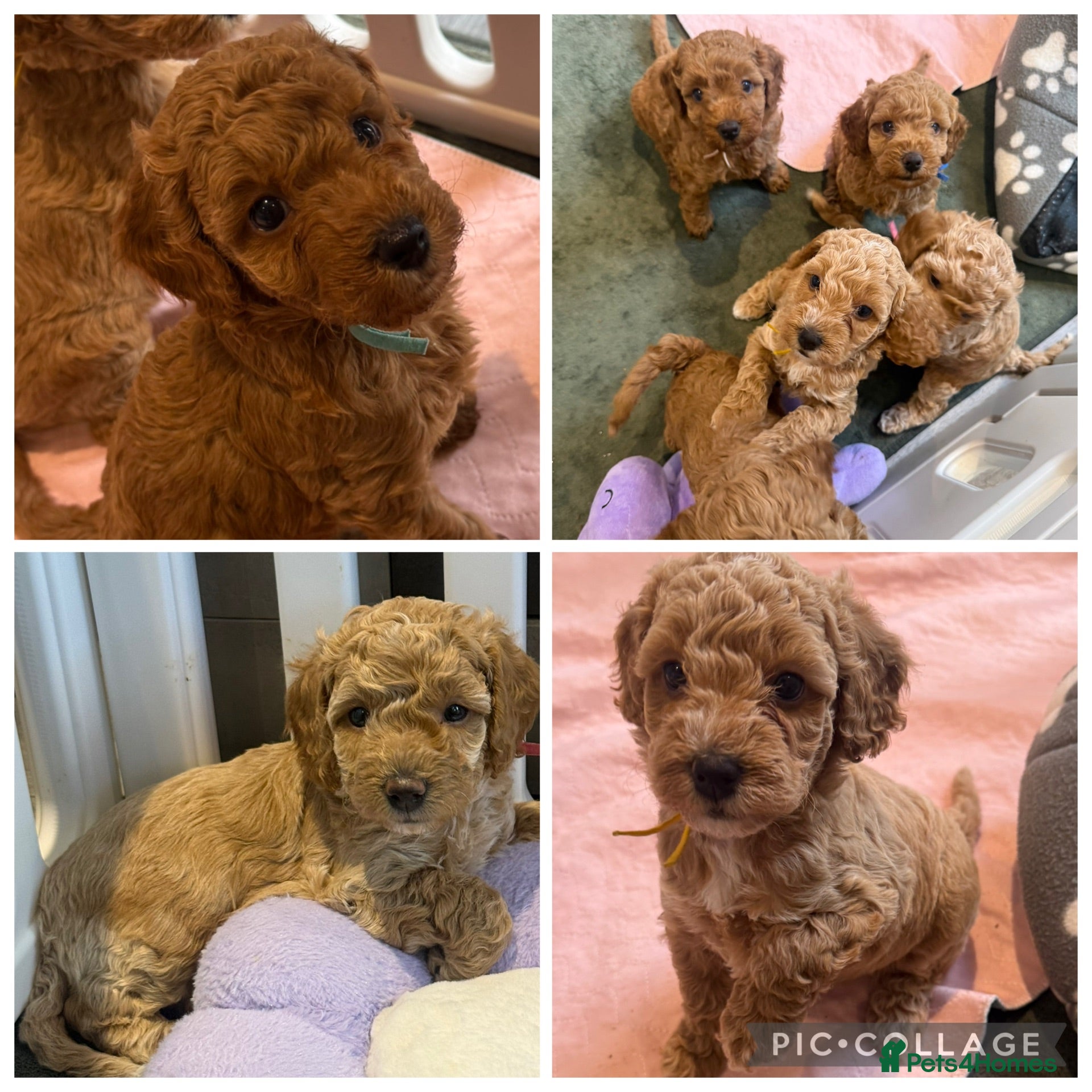 Cavapoo dogs 5 Beautiful f1B Cavapoo puppies 2 male 3 female  - Advert 14
