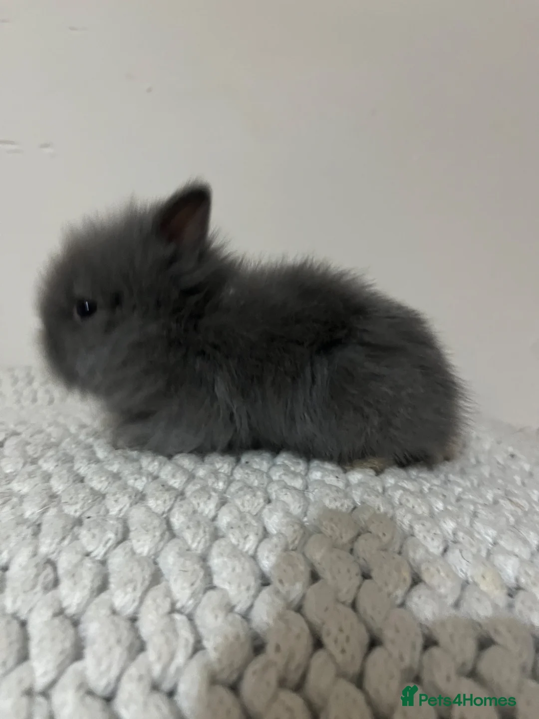 Lionhead rabbits for sale: Lionhead kits mixed gender  - Advert 5