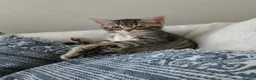 Mixed Breed cats for sale: Cuddly Tabby almost ready to leave - Advert 2