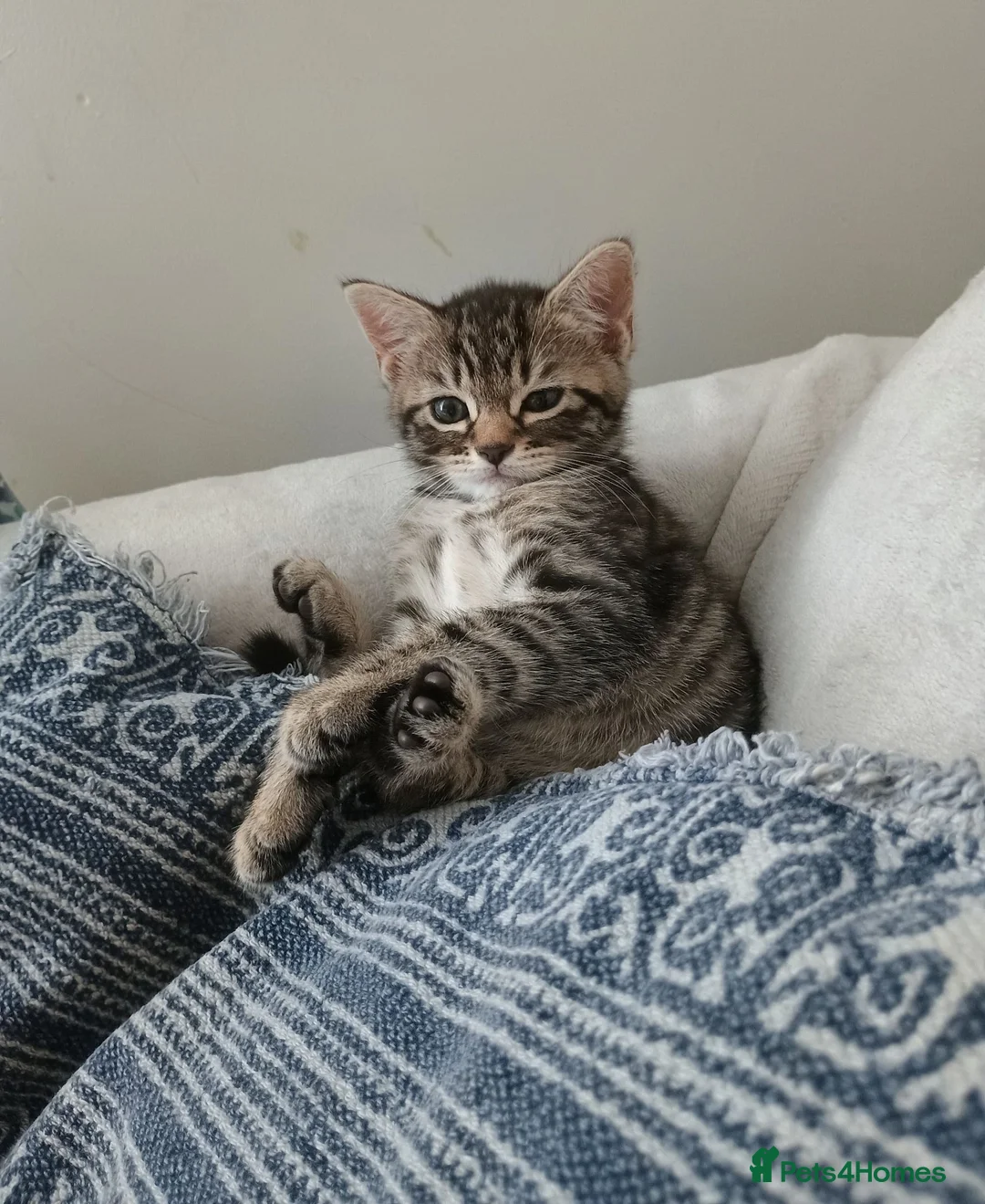 Mixed Breed cats for sale: Cuddly Tabby almost ready to leave - Advert 2