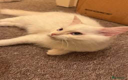 Ragdoll cats for sale: Balinese/ragdoll mix kittens  - Image 5