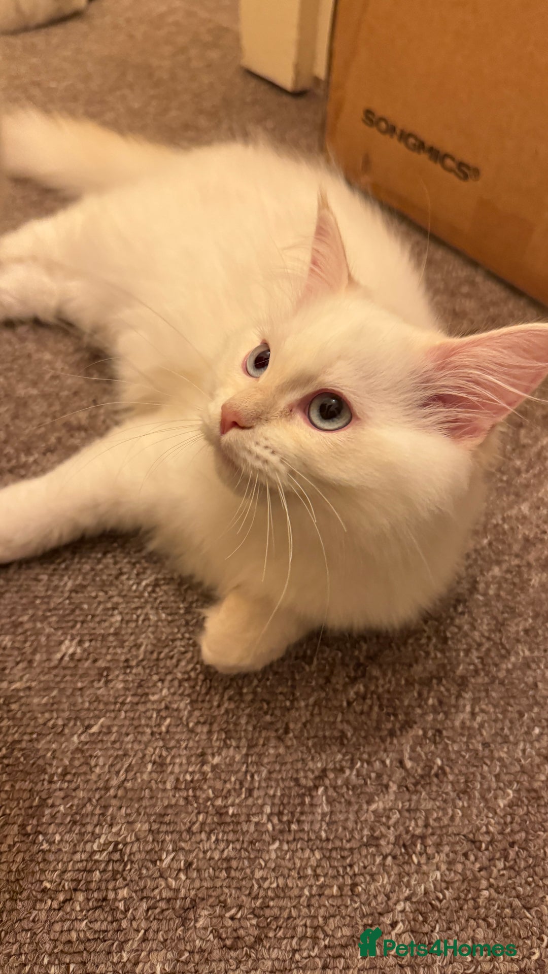 Ragdoll cats for sale: Balinese/ragdoll mix kittens  - Image 5