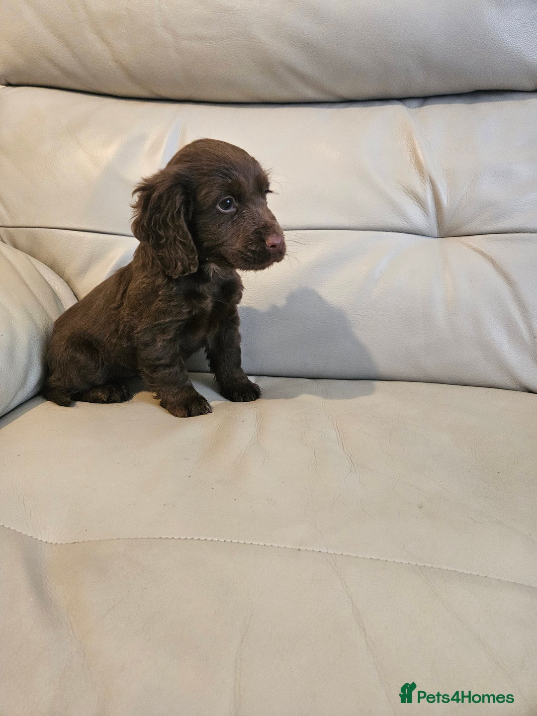 Cocker Spaniel dogs for sale: Working cockerspaniel puppy - Advert 5