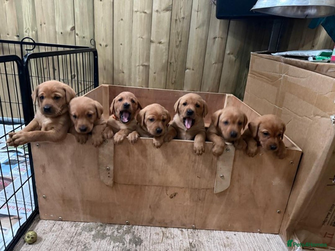 Labrador Retriever dogs for sale: Trainable Labrador Retrievers. - Image 8