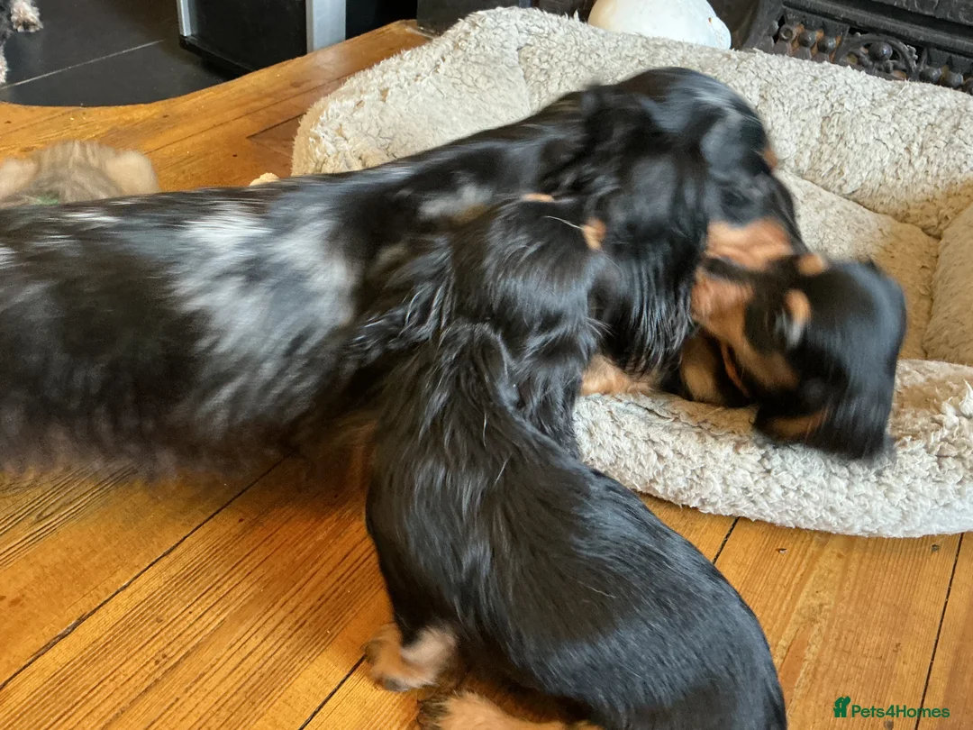 Miniature Dachshund dogs for sale: KC reg mini longhaired dachshund pups 1 girl2xboys - Advert 11
