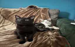 British Shorthair cats for sale: 2x 5 month old brothers  - Image 2