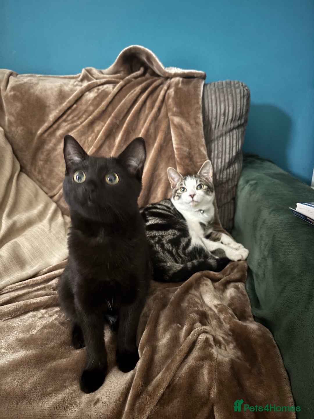British Shorthair cats for sale: 2x 5 month old brothers  - Image 2