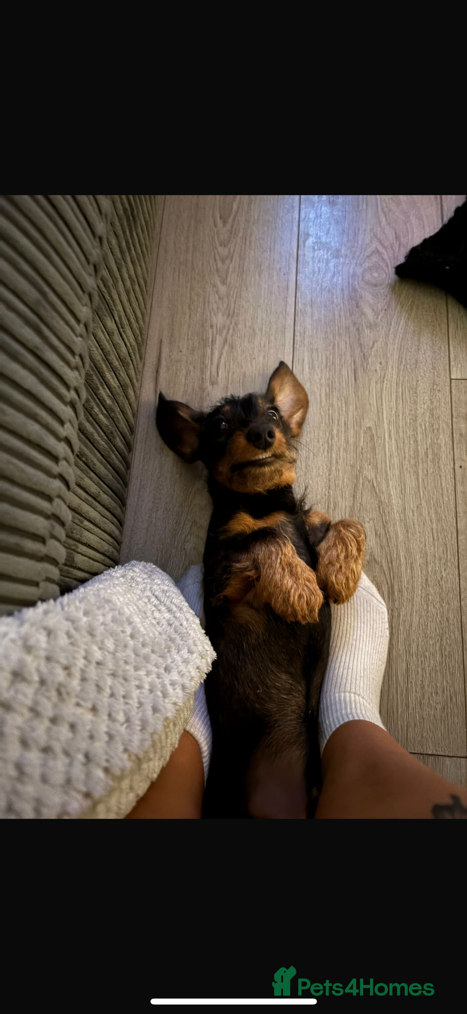 Miniature Dachshund dogs Miniature Lh dachshund for sale - Advert 2