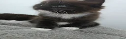 Ragdoll cats for sale: Ragdoll cross kittens black and white in Kirkcaldy - Advert 5