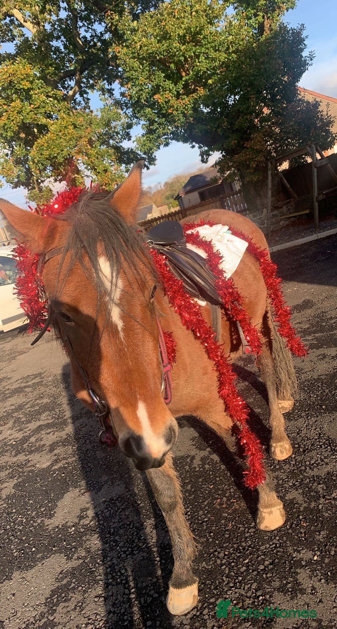 Welsh Section C horses for sale: 5 year old gelding looking for a new home - Advert 7