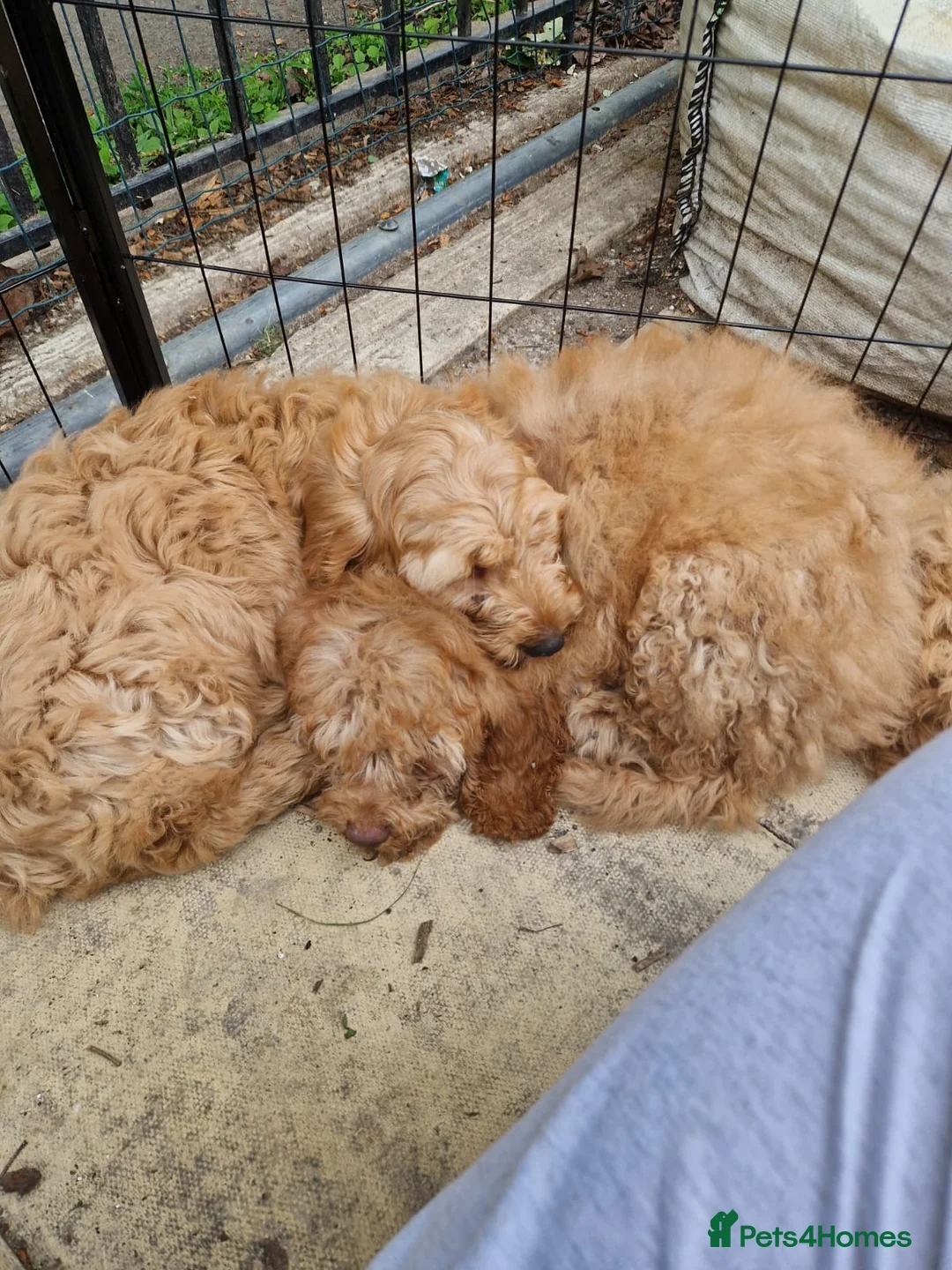Cavapoo dogs for sale: Gorgeous cavapoos ready for their forever homes in Baldock - Advert 9