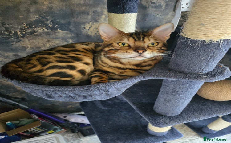 Bengal cats - Advert 7