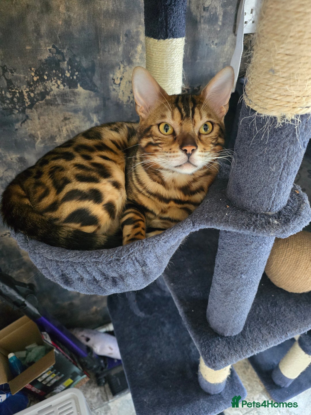 Bengal cats for sale: Pure bengal boy  - Image 1