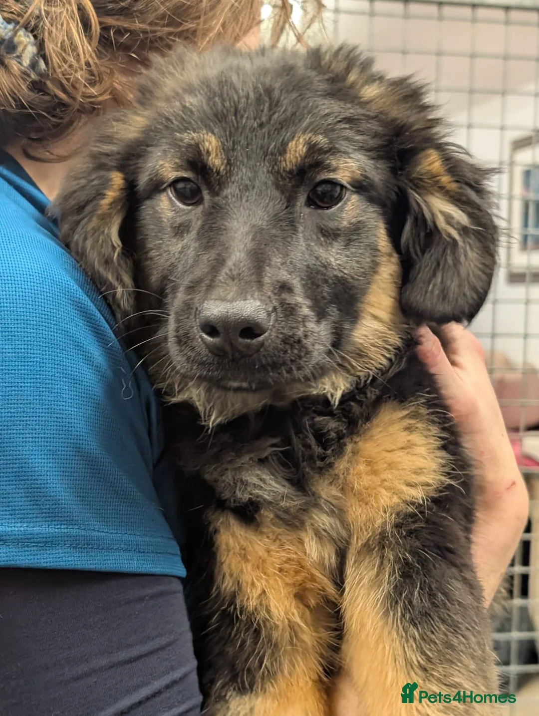 Mixed Breed dogs for adoption: Poppy - In Aye Looking for a home  - Advert 5