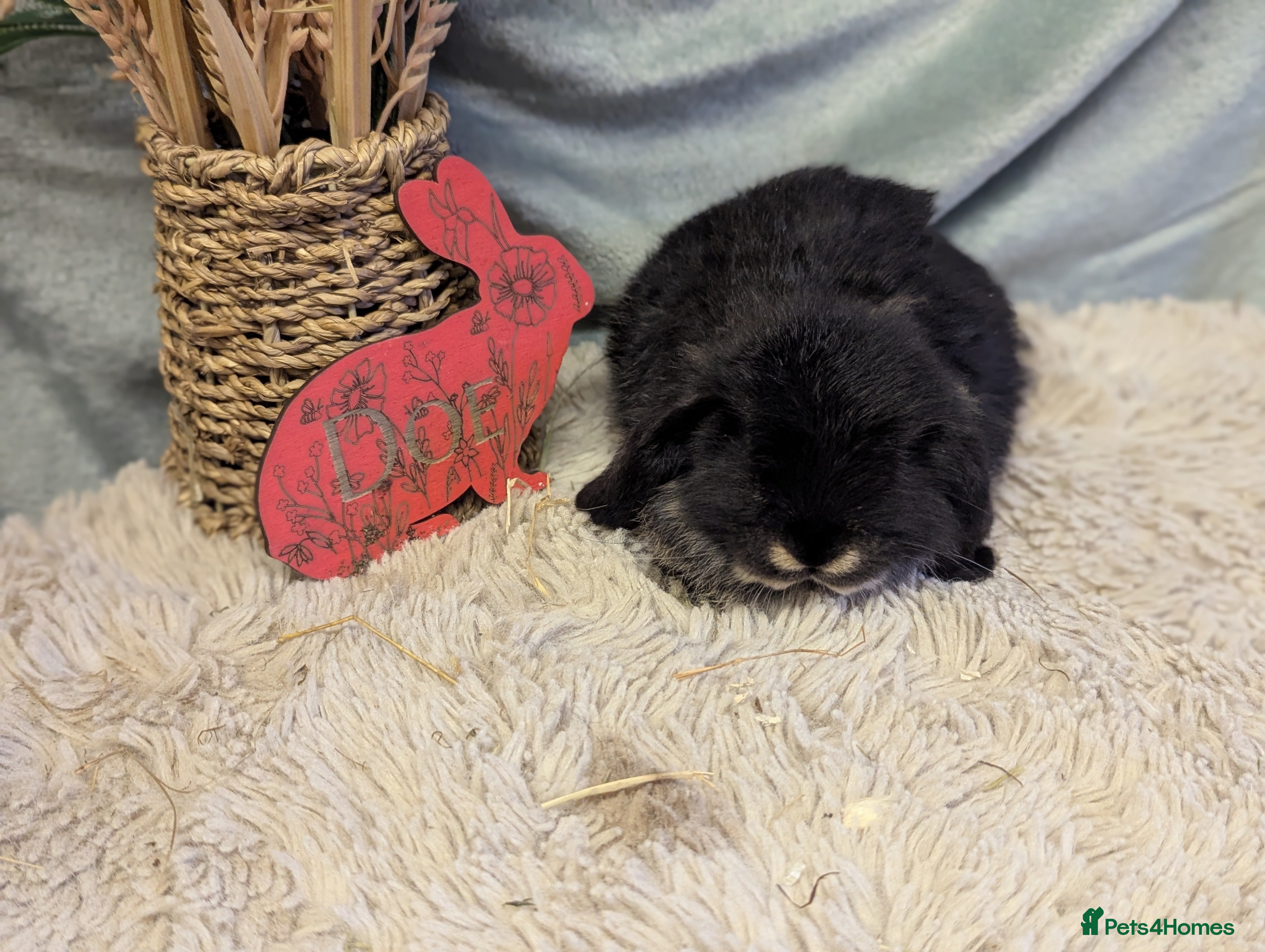 Mini Lop rabbits Mini lops - Advert 18