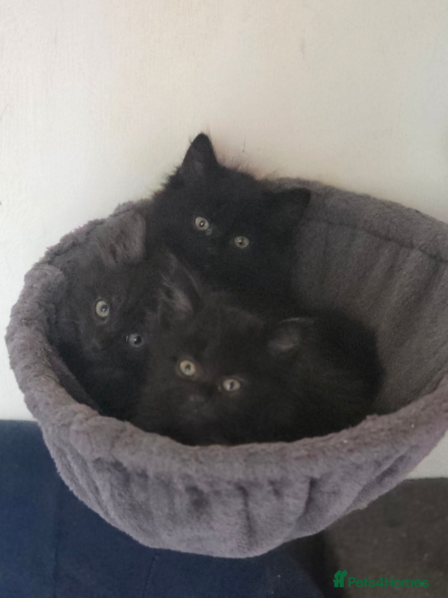 Maine Coon cats Maine coon x Ready Now 2 Boys   - Advert 5