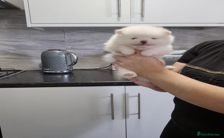 Pomeranian dogs - Advert 1