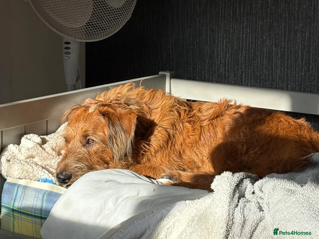 Mixed Breed dogs for sale: Medium Cross breed male - Advert 1