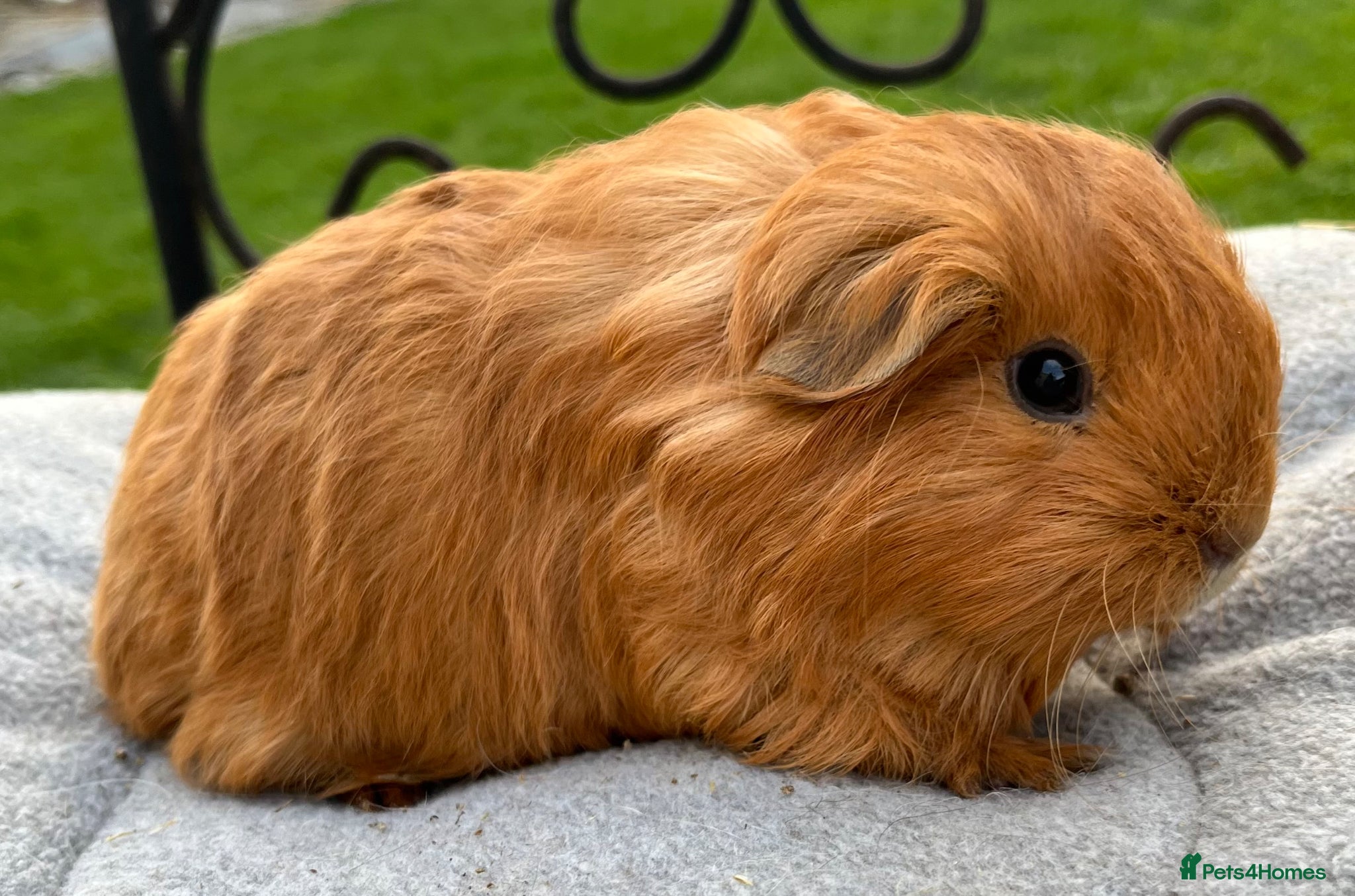Guinea Pig rodents Guinea pigs. - Advert 6