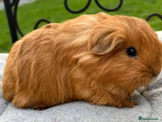 Guinea Pig rodents Guinea pigs. - Advert 6