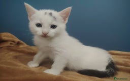 Mixed Breed cats for sale: Kittens  - Image 13