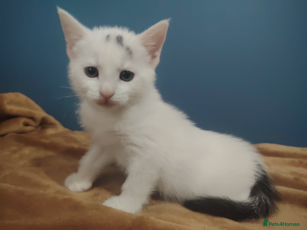 Mixed Breed cats for sale: Kittens  - Image 13