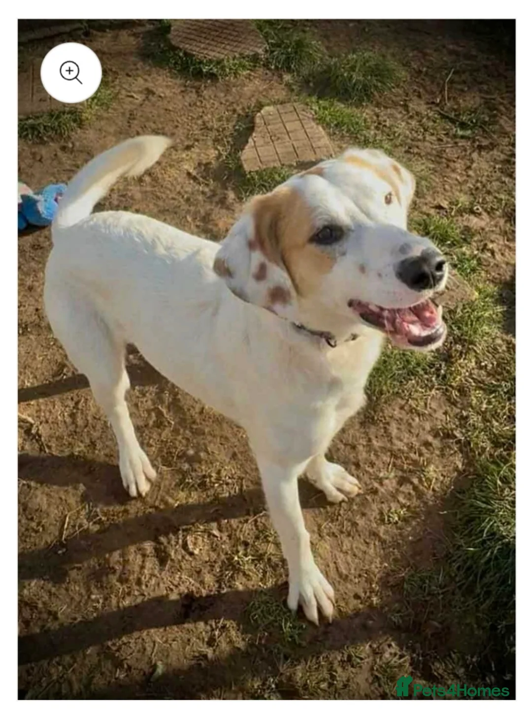 English Setter dogs for adoption: Ross! - Advert 3