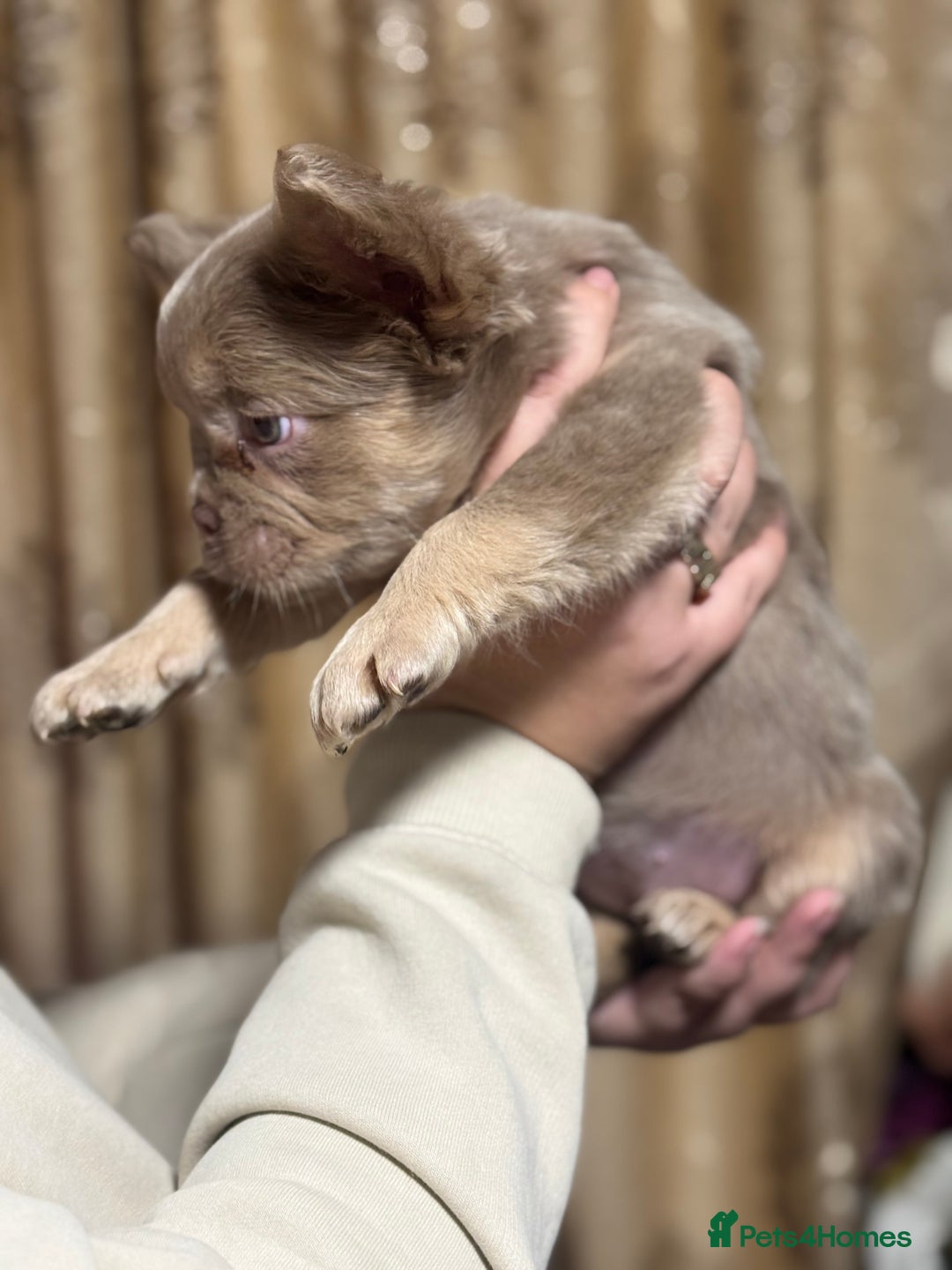 French Bulldog dogs for sale: Visual fluffy frenchie - Advert 3