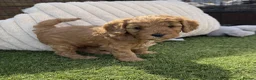 Cavapoochon dogs for sale: Last one - Mr Green looking for his forever family - Advert 23